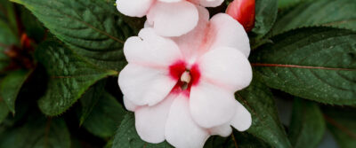 Kralt Greenhouses Coming Soon Banner Image 006
