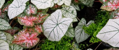 Kralt Greenhouses Coming Soon Banner Image 007
