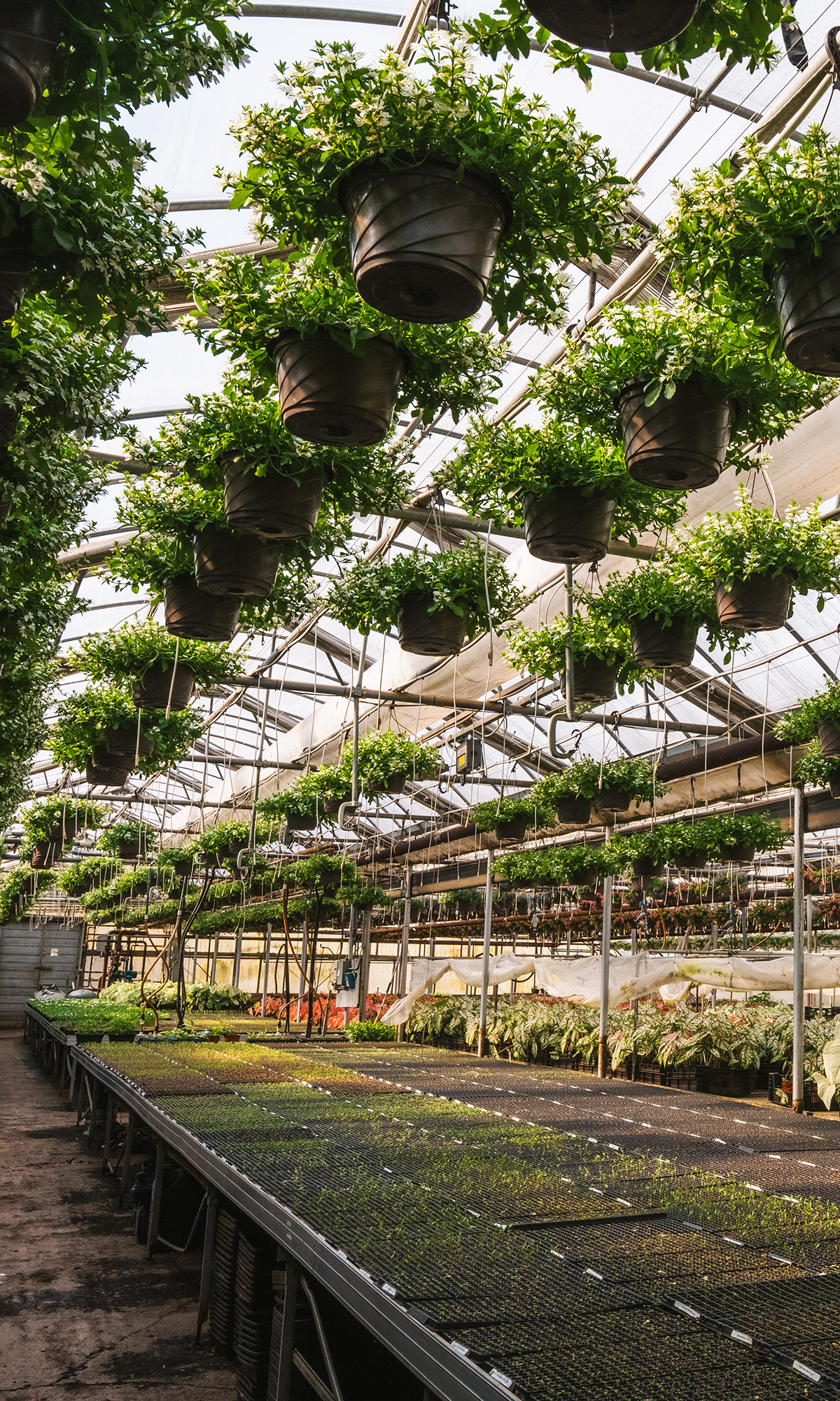 Kralt Greenhouses Coming Soon Mobile Banner Image 001