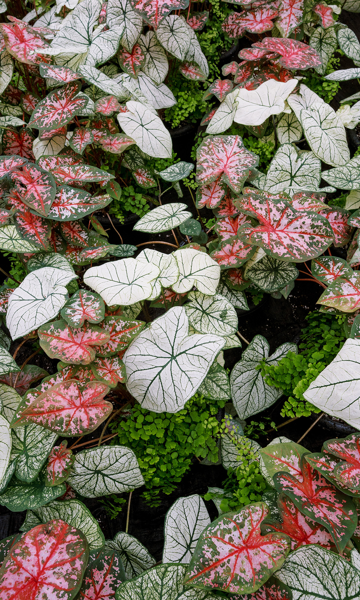 Kralt Greenhouses Coming Soon Mobile Banner Image 005